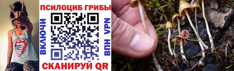 нарко площадка телеграм  Тамбов  Галлюциногенные грибы Psilocybine cubensis 