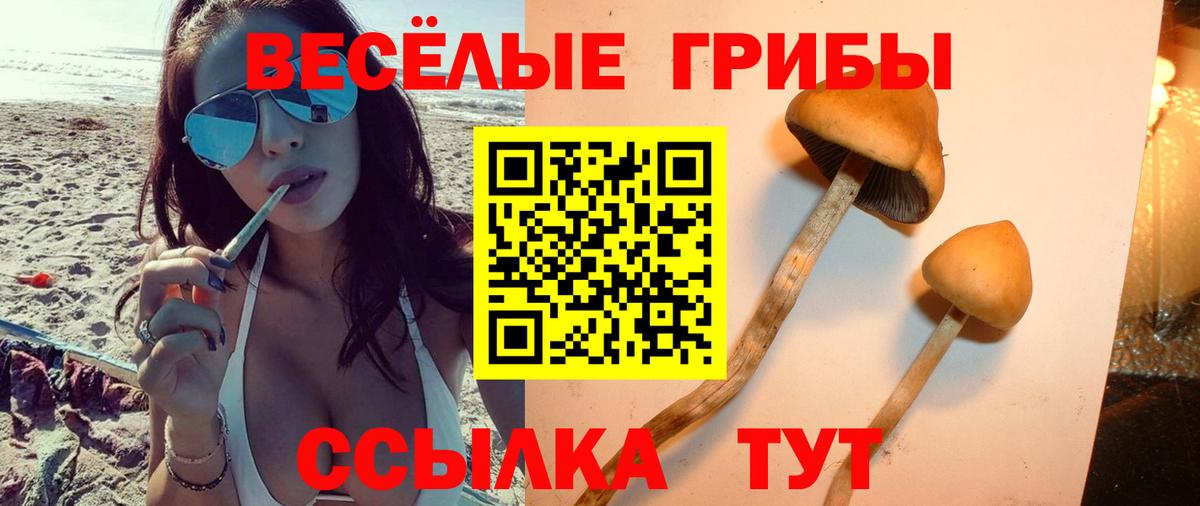 Тамбов  Галлюциногенные грибы Cubensis  Вход с VPN  Псилоцибиновые грибы Magic Shrooms 